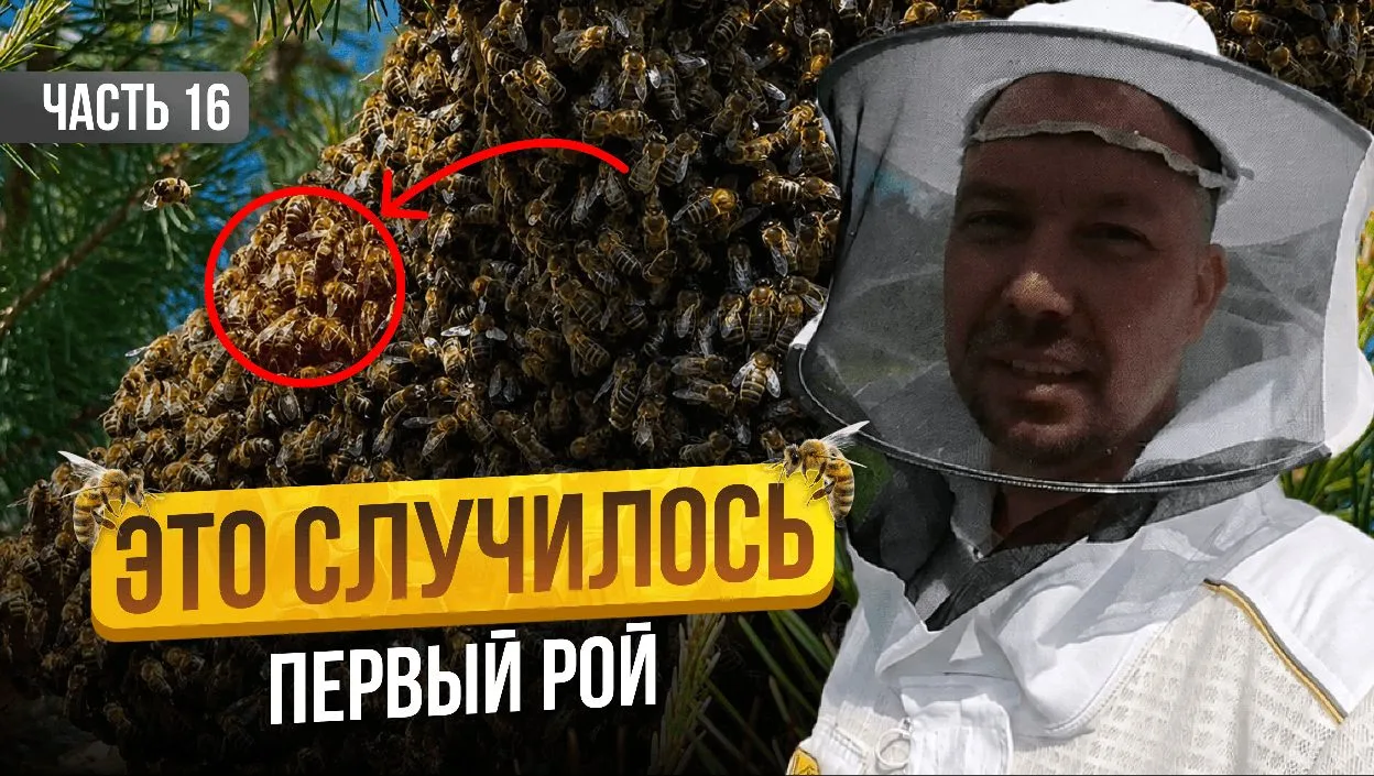 Вечерний показ. 16 серия.

Друзья, я уже буквально в шаге от того, чтобы пчёлы сами заселились в наш