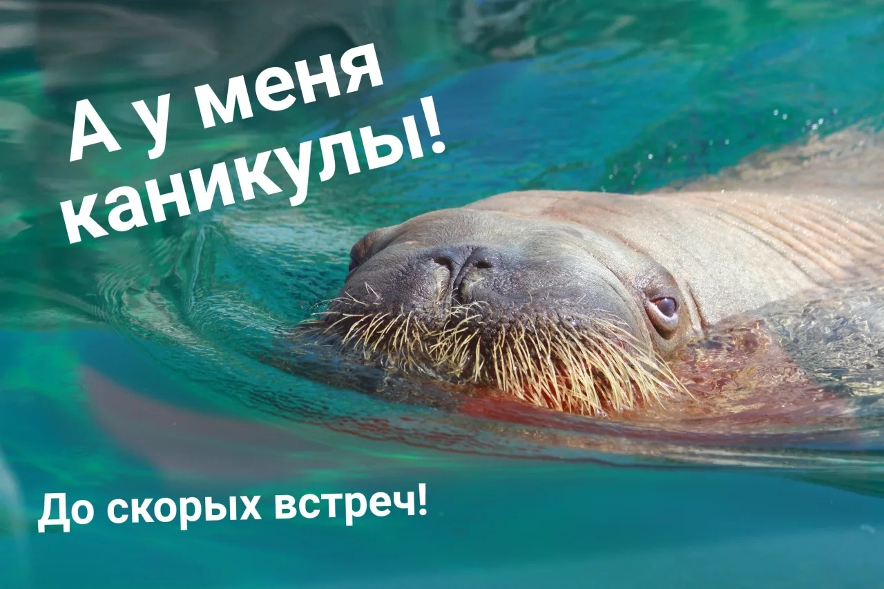 Морж уходит на каникулы.

В связи с ремонтными работами в вольере экспозиция моржа временно приостан