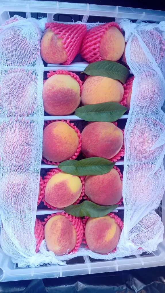 ТОВАР ДНЯ 🍑🍑🍑

ПЕРСИКИ 2,5кг - всего 650руб
(Мясистые, вкусные🤤)
Количество ограничено, успевайт