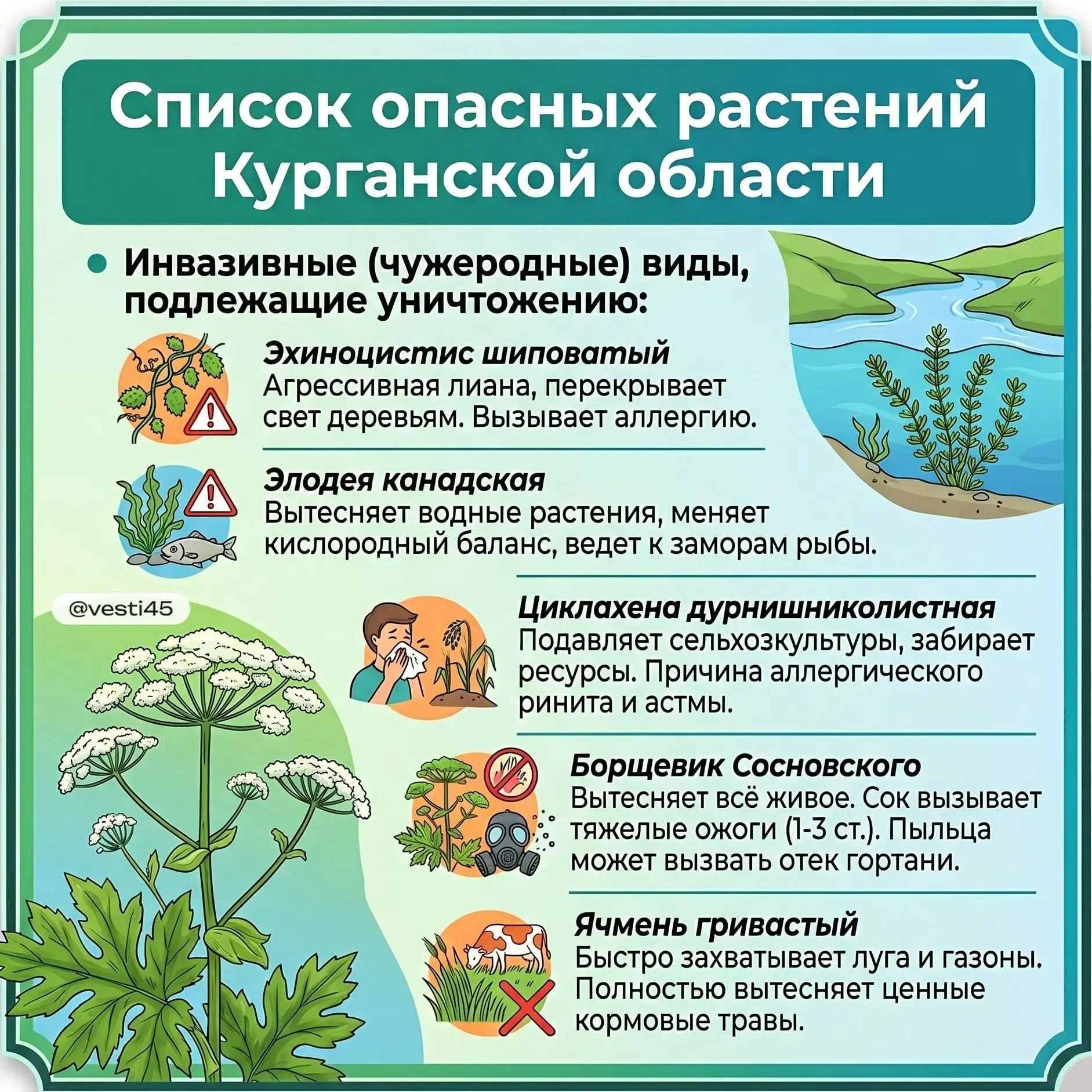 В Курганской области утвердили перечень опасных инвазивных (чужеродных) растений, которые подлежат о