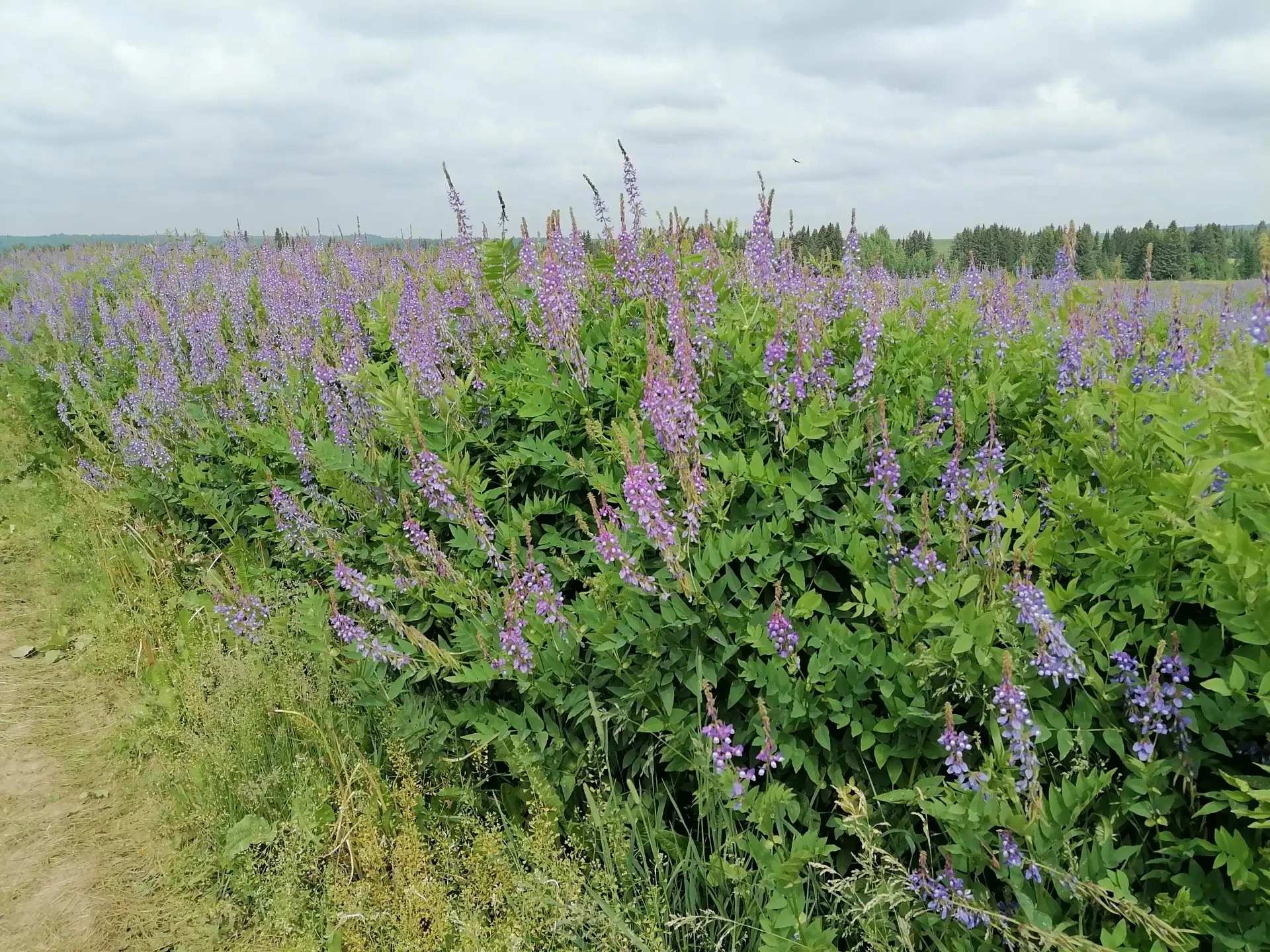 🚜Для аграриев начался важный этап полевых работ - кормозаготовка. Необходимо заготовить не менее 25