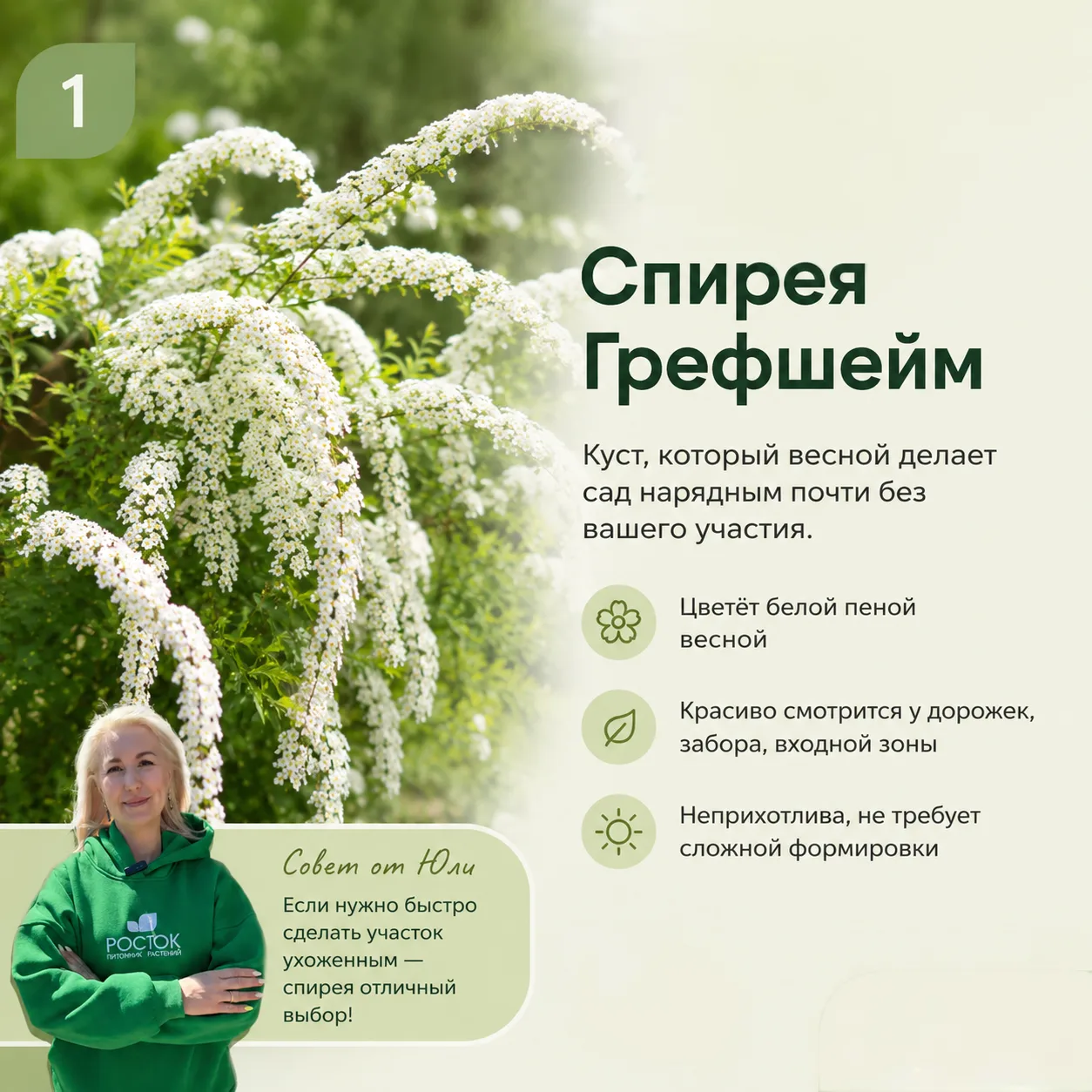 5 растений посадили и забыли — даже если вы на даче только по выходным

На связи Юля агроном питомни