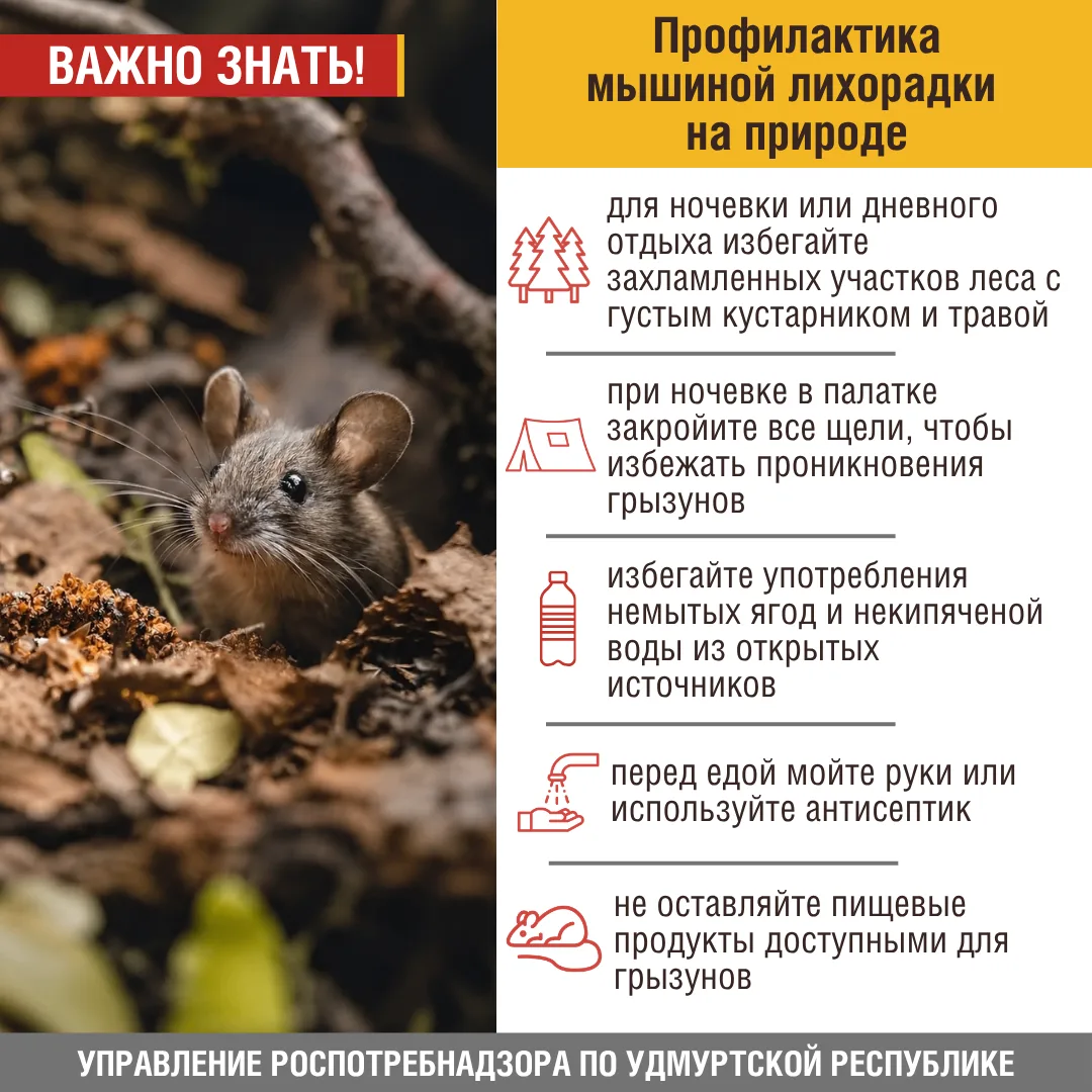 ✅Собираетесь на природу? Помните про меры профилактики мышиной лихорадки! 
 
❗В Удмуртии за 5 месяце