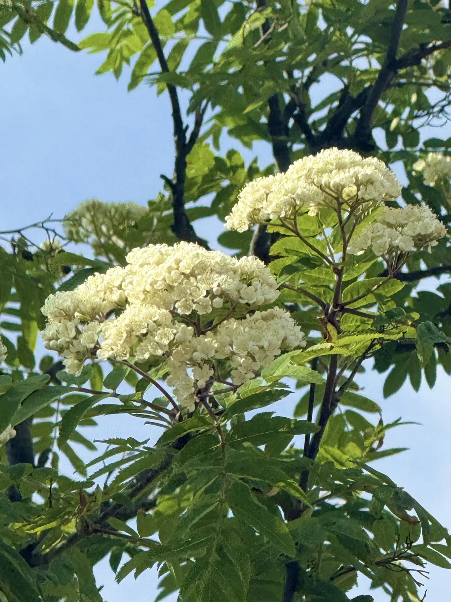 Цветущая рябина в Кировске 🌸

Ближе к осени на ветках появятся зрелые ягоды, а пока можно наблюдать