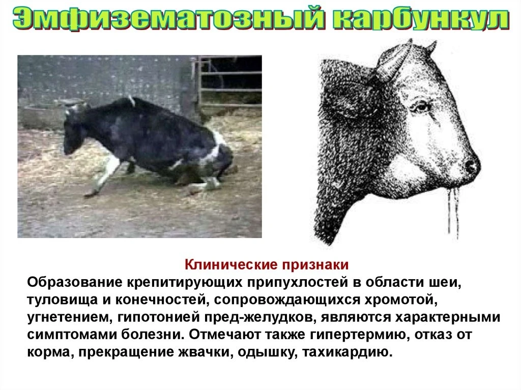 ЭМКАР.
-острая неконтагиозная инфекционная болезнь крупного рогатого скота, овец и коз.
❗Заражение ж