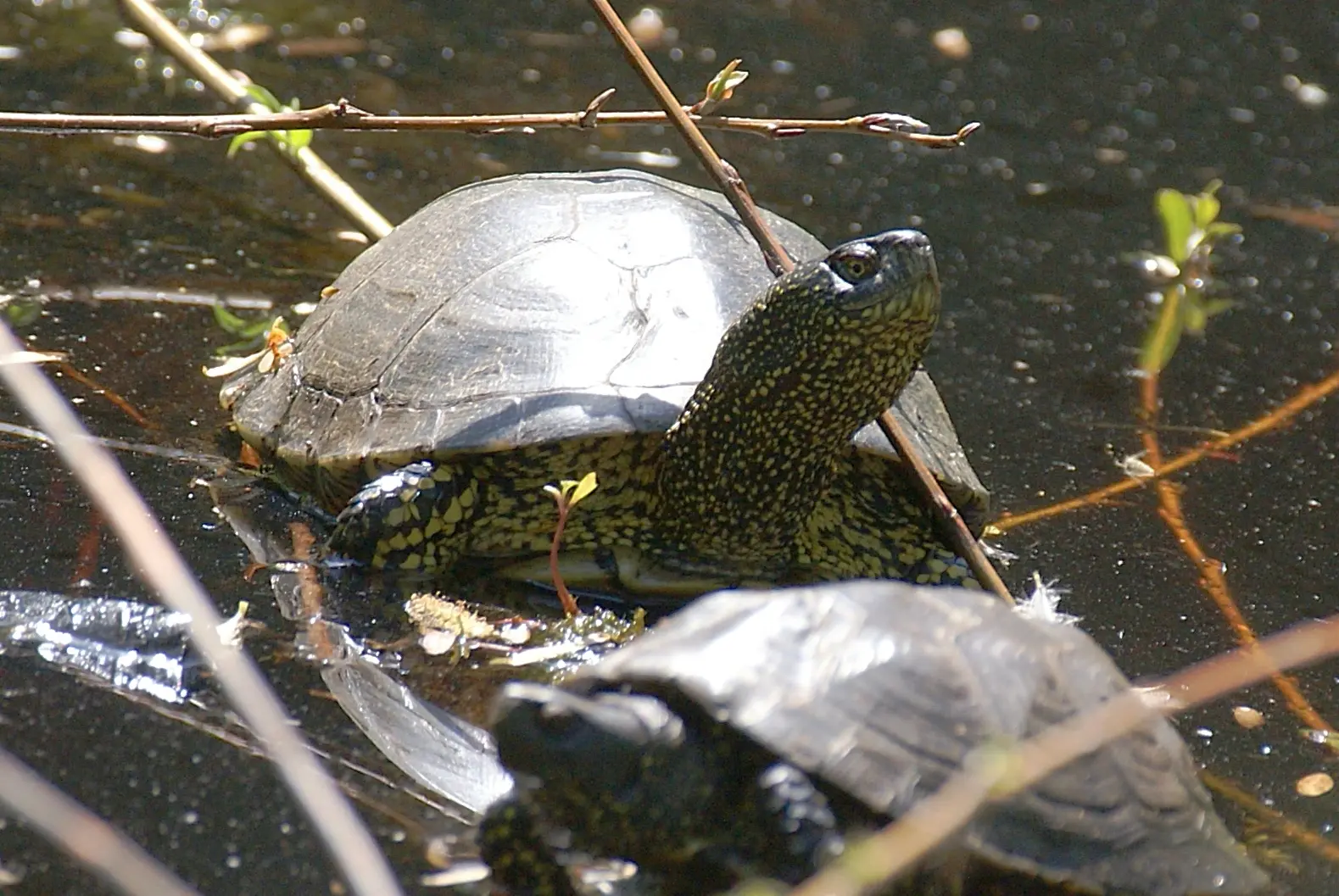 Лесные новости: Болотные черепахи 🐢
Заглянув на болота в поисках, возможно, выживших черепашек, как