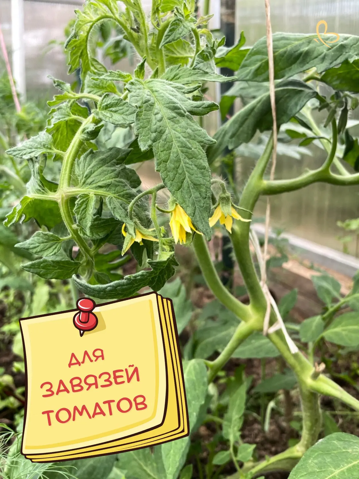 🍅 Чтобы ЗАВЯЗИ ТОМАТОВ НЕ ОПАДАЛИ 👉 В теплице завязи томатов некому опылять, в отличие от растений