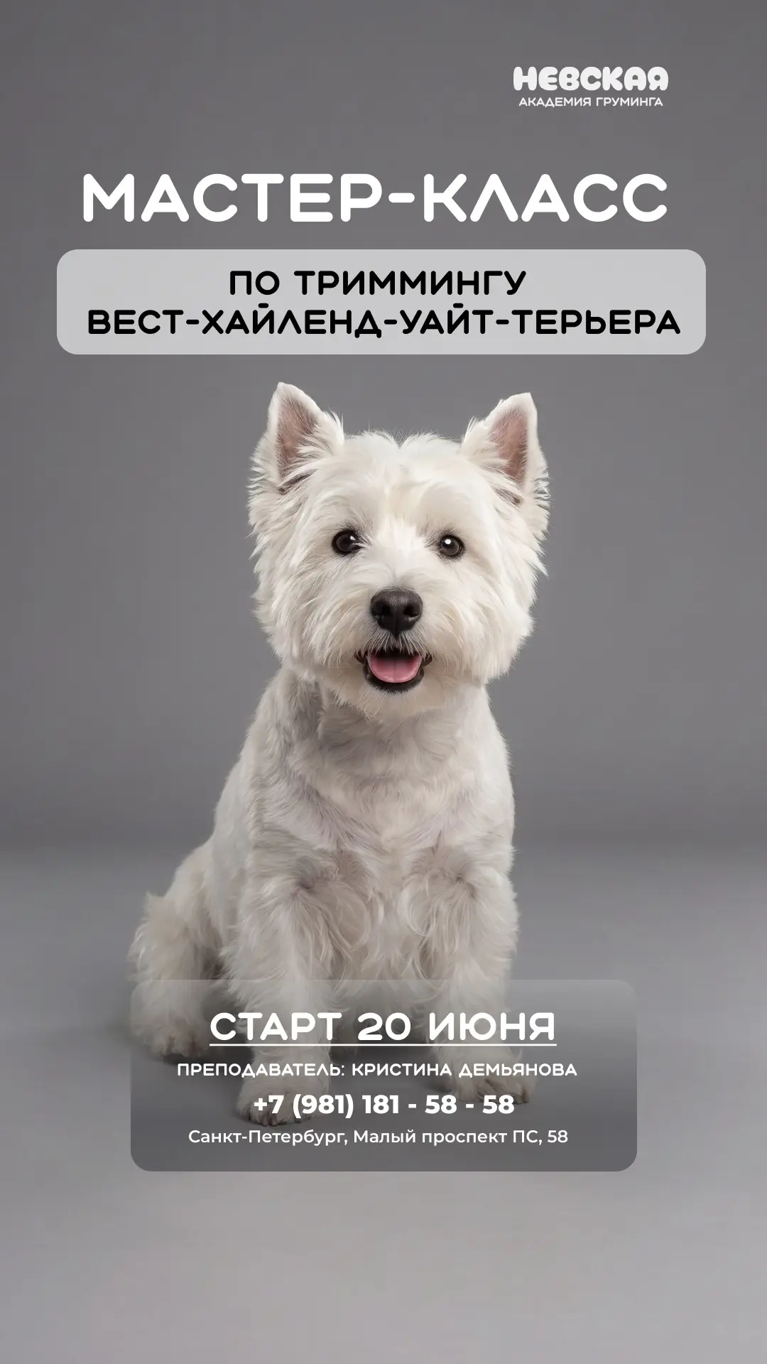 ✂️ Хотите уверенно работать с жёсткой шерстью и освоить тримминг Вест-хайленд-уайт-терьера?

Ждём ва