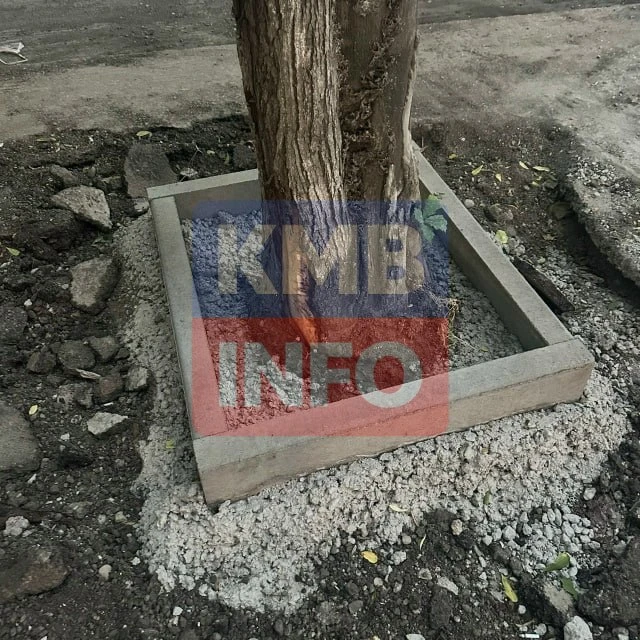 → Жители Пятигорска пожаловались на бетонирование деревьев при благоустройстве. Горожане сообщили, ч