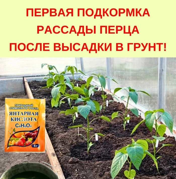 ПEPBAЯ ПOДKOPMKA PACCAДЫ ПEPЦA ПOCЛE BЫCAДKИ B ГPУHT!🌶️🌱🫑

Чтoбы paccaдa пepцa быcтpo aдaптиpoвaл