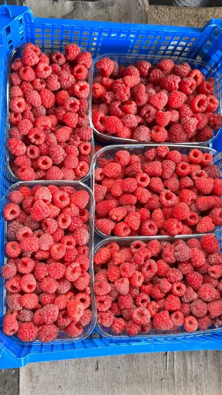 Наличие 🍒  
5 ящиков малины 📦  
Крупная и сладкая 😋  
800р/кг 💰