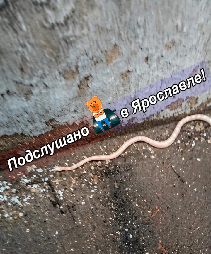 Жукова, 22.

Чья змейка?

-----

❗️Подслушано в Ярославле (18+) в Макс - ПОДПИСАТЬСЯ

 ✍️Прислать но