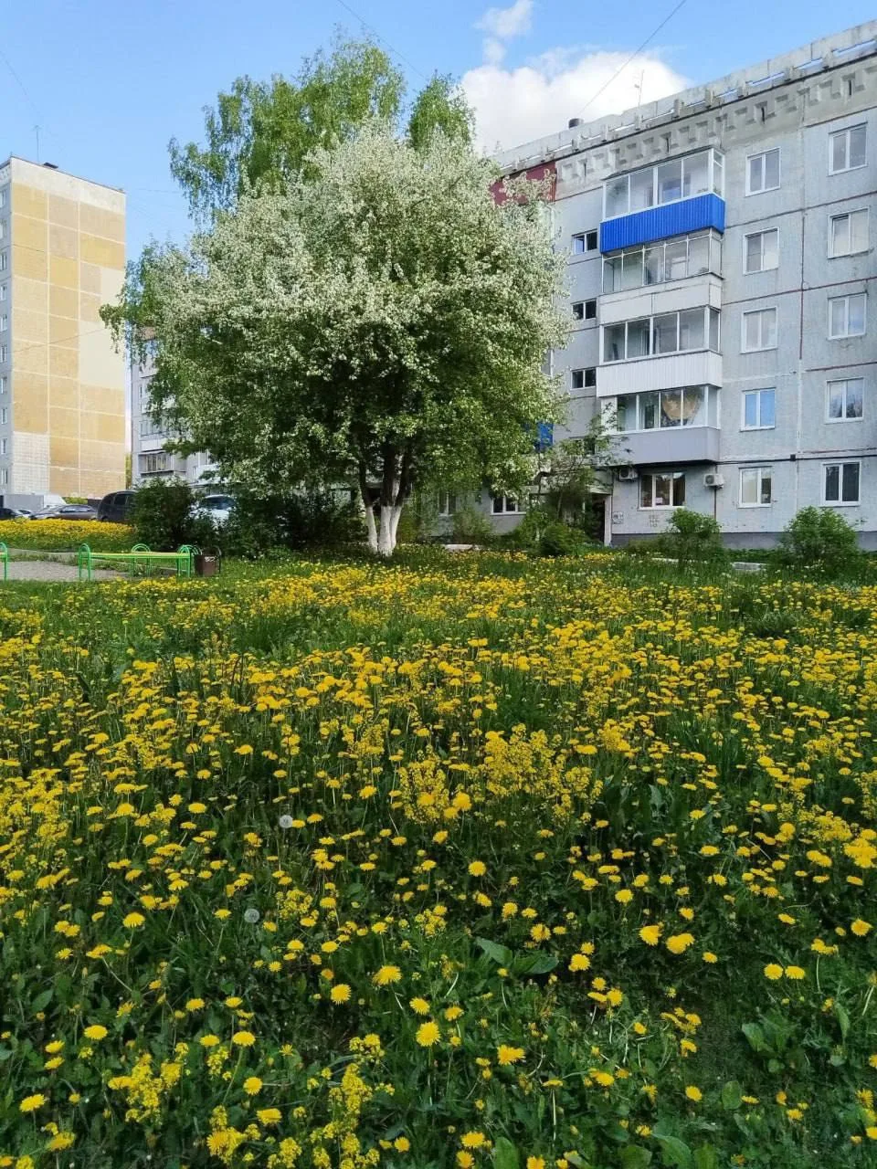 🌸 Прокопьевск продолжает красиво цвести.

Фото: Юлия Сотина
