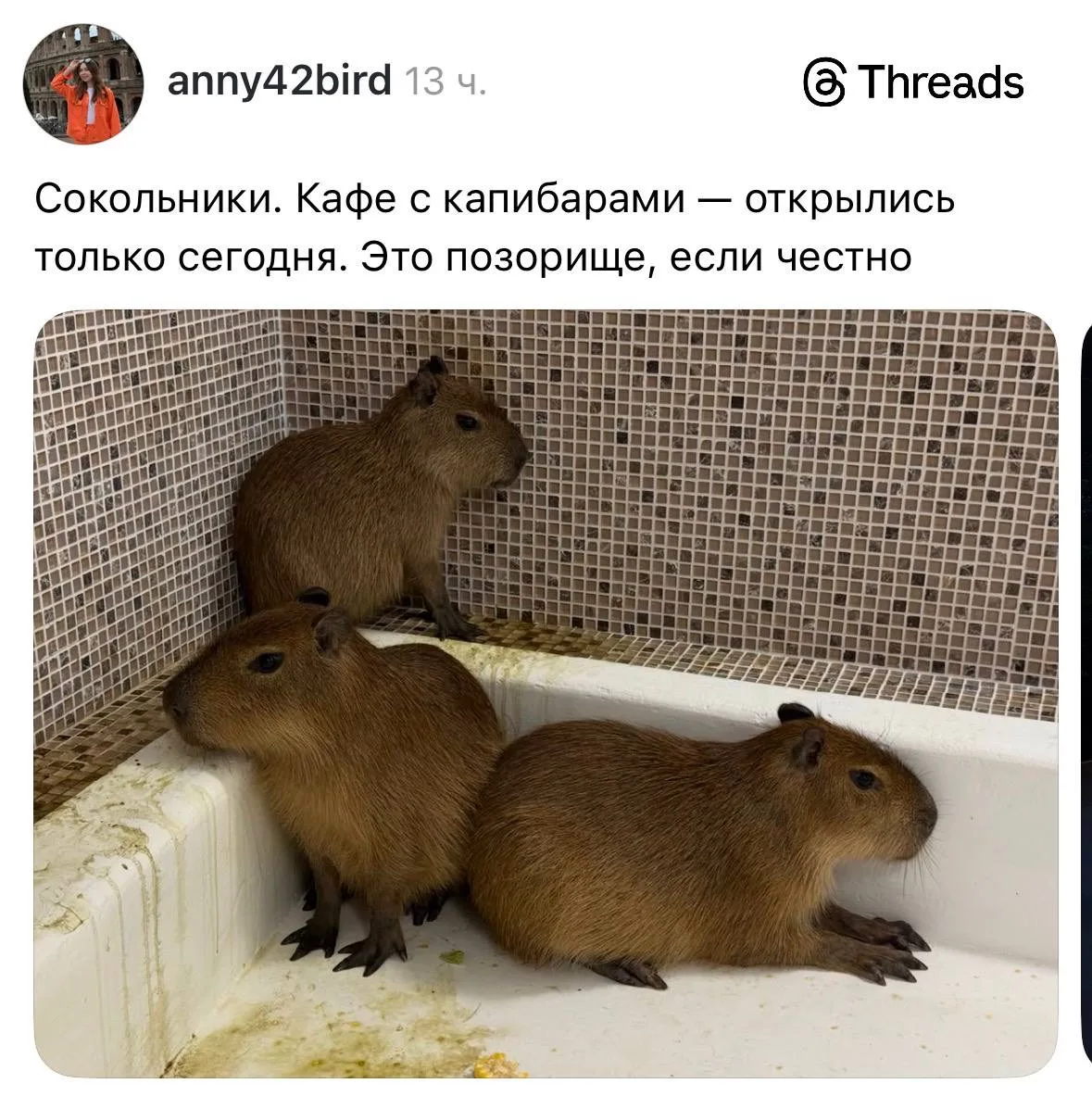 ⚡️В сокольническом кафе с капибарами разгорелся скандал: посетители жалуются на истощенный вид живот