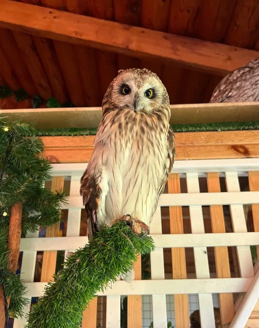 🦉Удивительный мир сов в Токсово!

Познакомьтесь с настоящими пернатыми обитателями – от крошечных с
