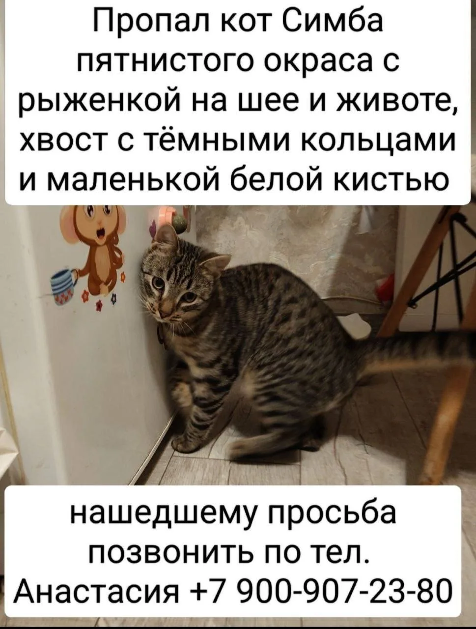 Подписчик просит помощи в поисках кота 🥺

✉

Новости Красносельского