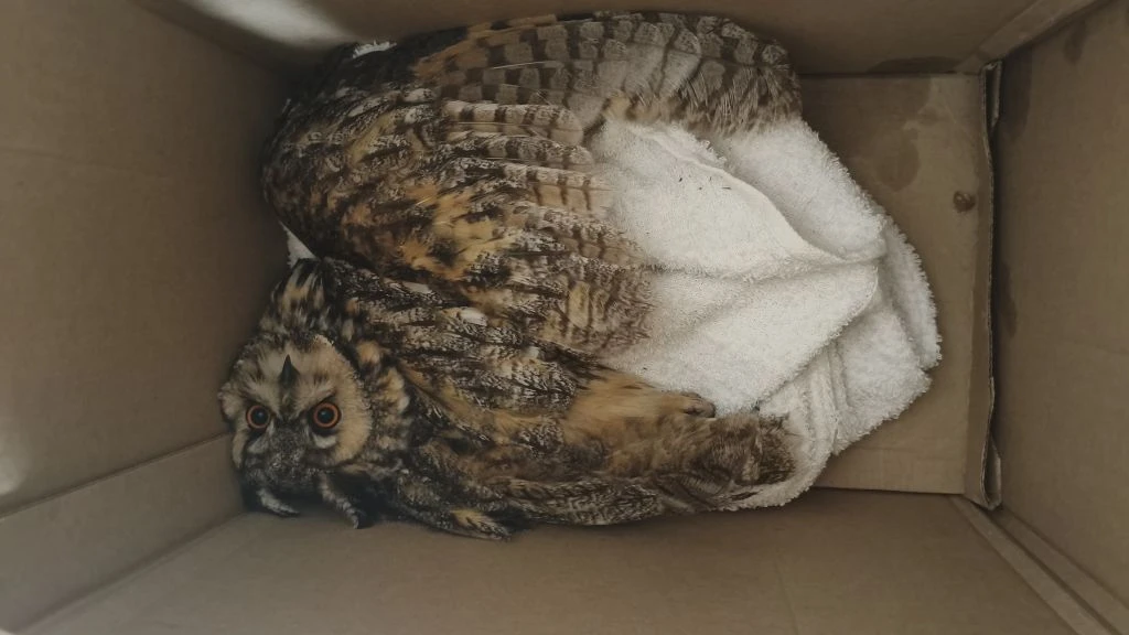 🦉Спасение ушастой совы

Жительница Казани возвращалась домой и услышала странные звуки из мусорного