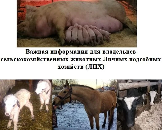 Информация для владельцев сельскохозяйственных животных Личных подсобных хозяйств (ЛПХ)
Маркирование