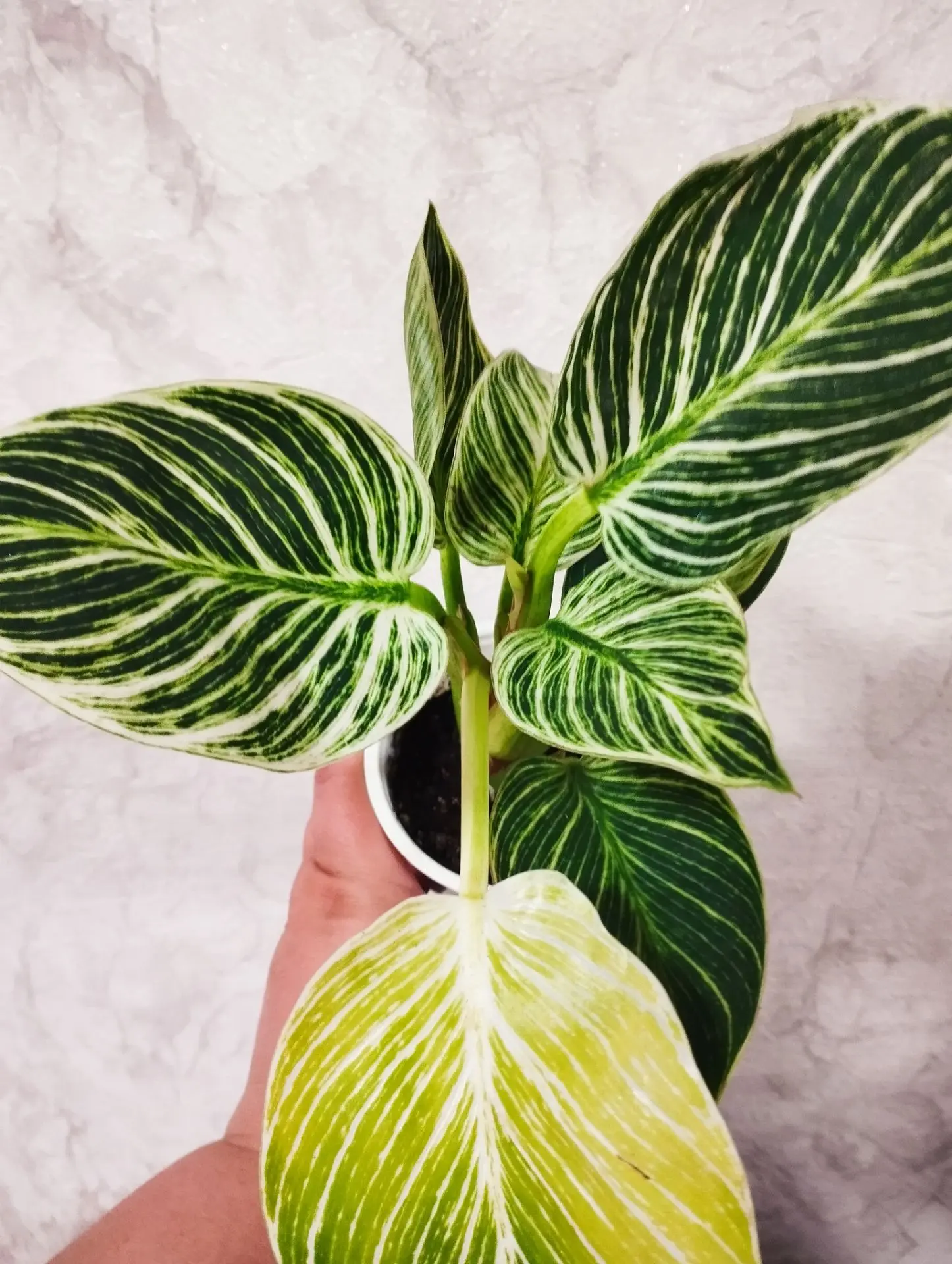 💚 ФИЛОДЕНДРОН 💚 Вайт принцесс 
Красавчик,сильный,крепкий
#продан

💲500