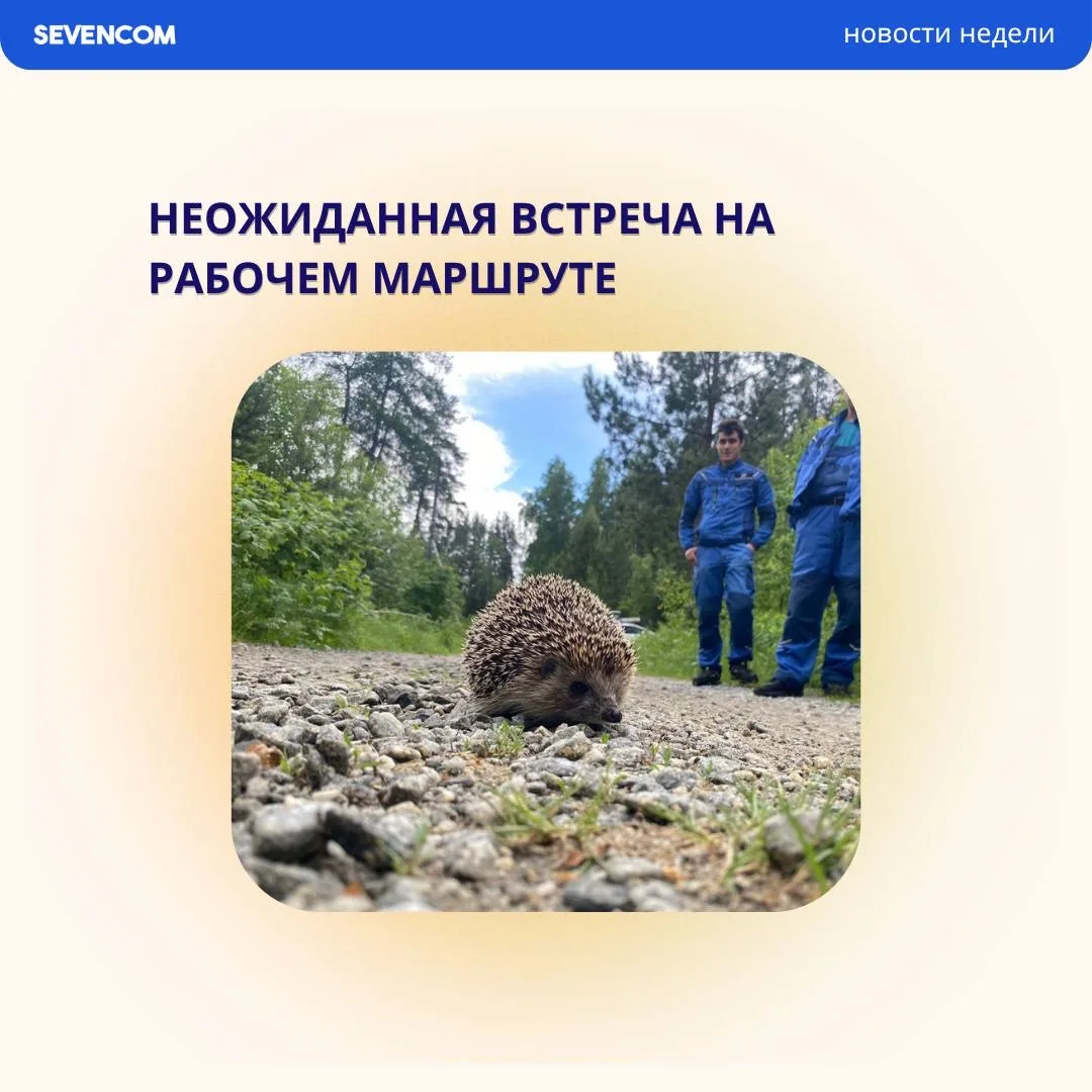 НОВЫЙ СОТРУДНИК НА СТРОИТЕЛЬСТВЕ КАБЕЛЬНОЙ ЛИНИИ🦔

Во время рабочего маршрута специалисты встретили