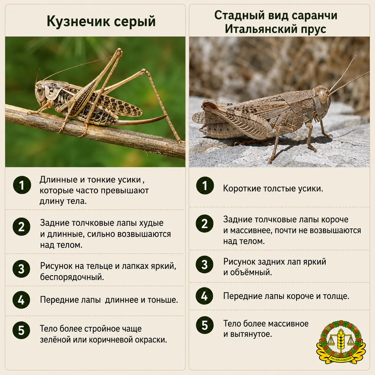 В соцсетях Донбасса жители выразили беспокойство по поводу появления огромных серых насекомых, котор