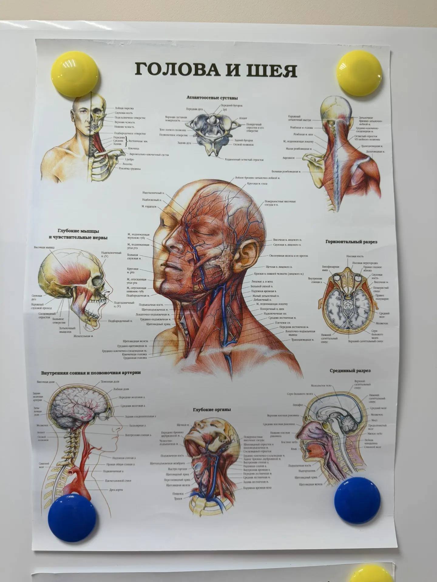 🧠 ГОЛОВА И ШЕЯ — ЦЕНТР УПРАВЛЕНИЯ ВСЕМ ОРГАНИЗМОМ
На этой схеме показано, насколько сложной и удиви