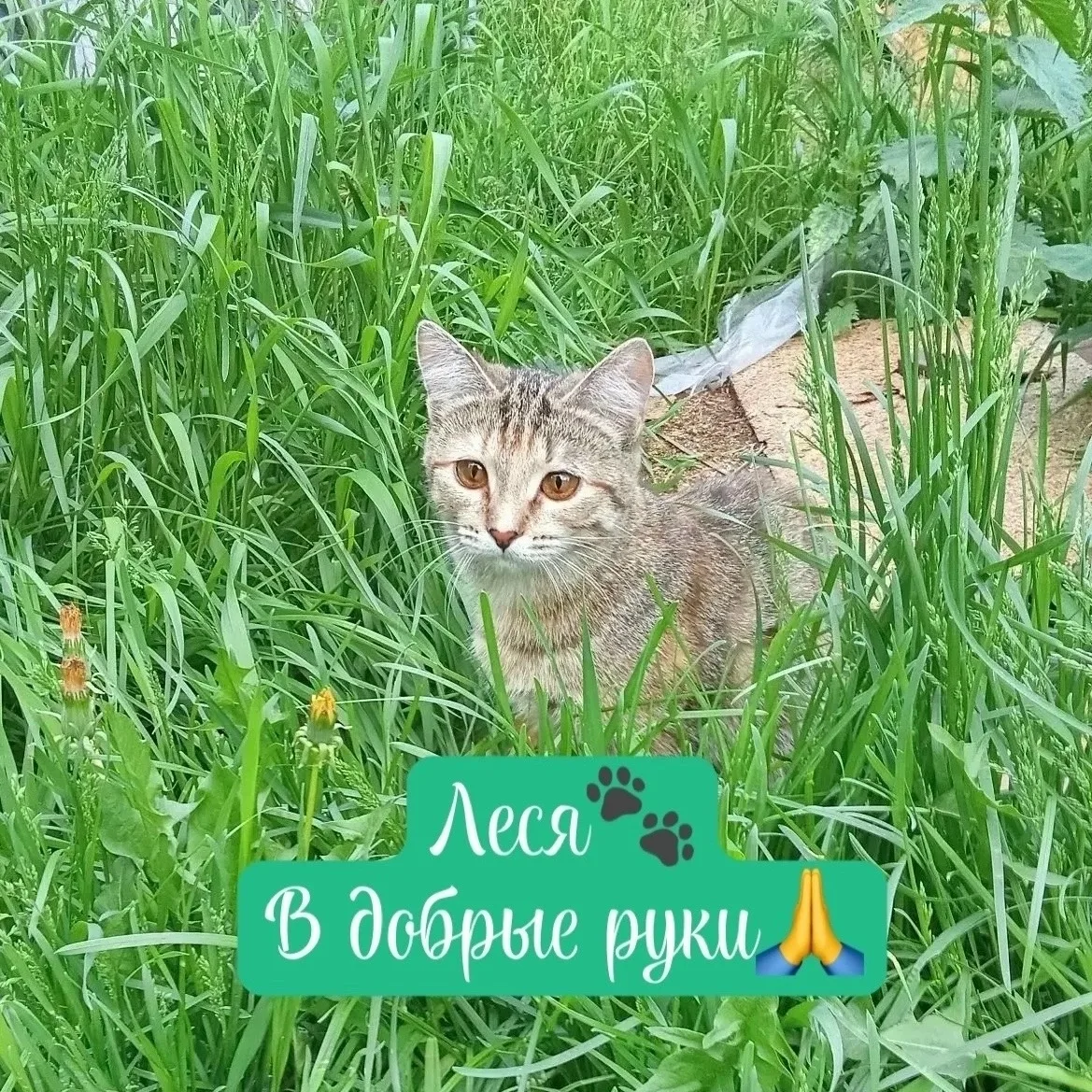 Ищем дом для Леси🙏🫶

Молодая, ласковая и игривая девочка 🐾
К лотку приучена , полностью здорова и