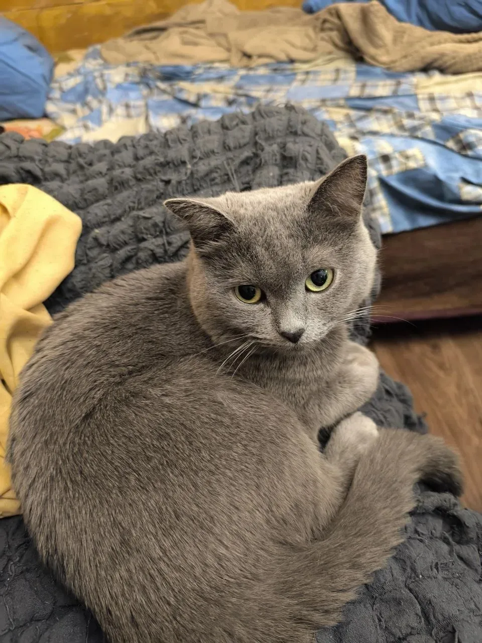 Пропал кот. Очень пугливый. За день до пропажи были подстрижены когти. Пропал 20 июля ночью на улице