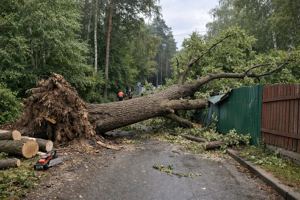 Частые вопросы от клиента по спилу дерева без разрешения!

Спил опасных деревьев на участке регулиру