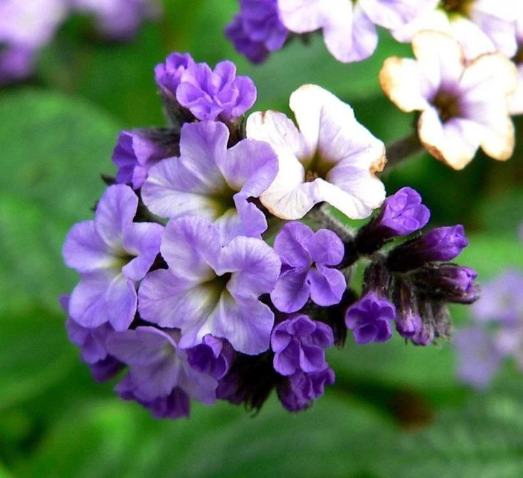 🌸Ванильный аромат в вашем саду!

🔸Создать на участке приятный запах ванили можно с помощью особого