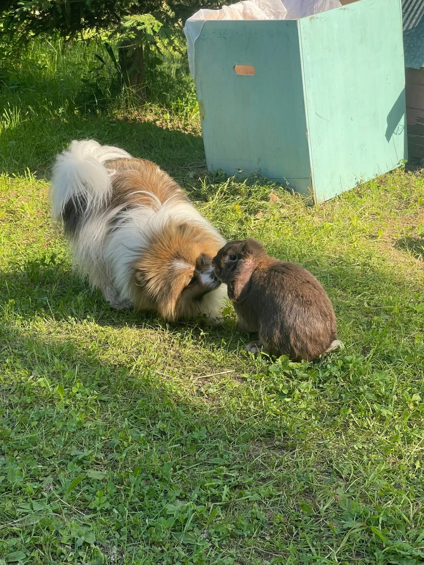«Ширунчика рассказы»
Привет, друзья 👋🐶Урааа!!! Мы приехали домой…,а тут у нас гостит мой друг шоко