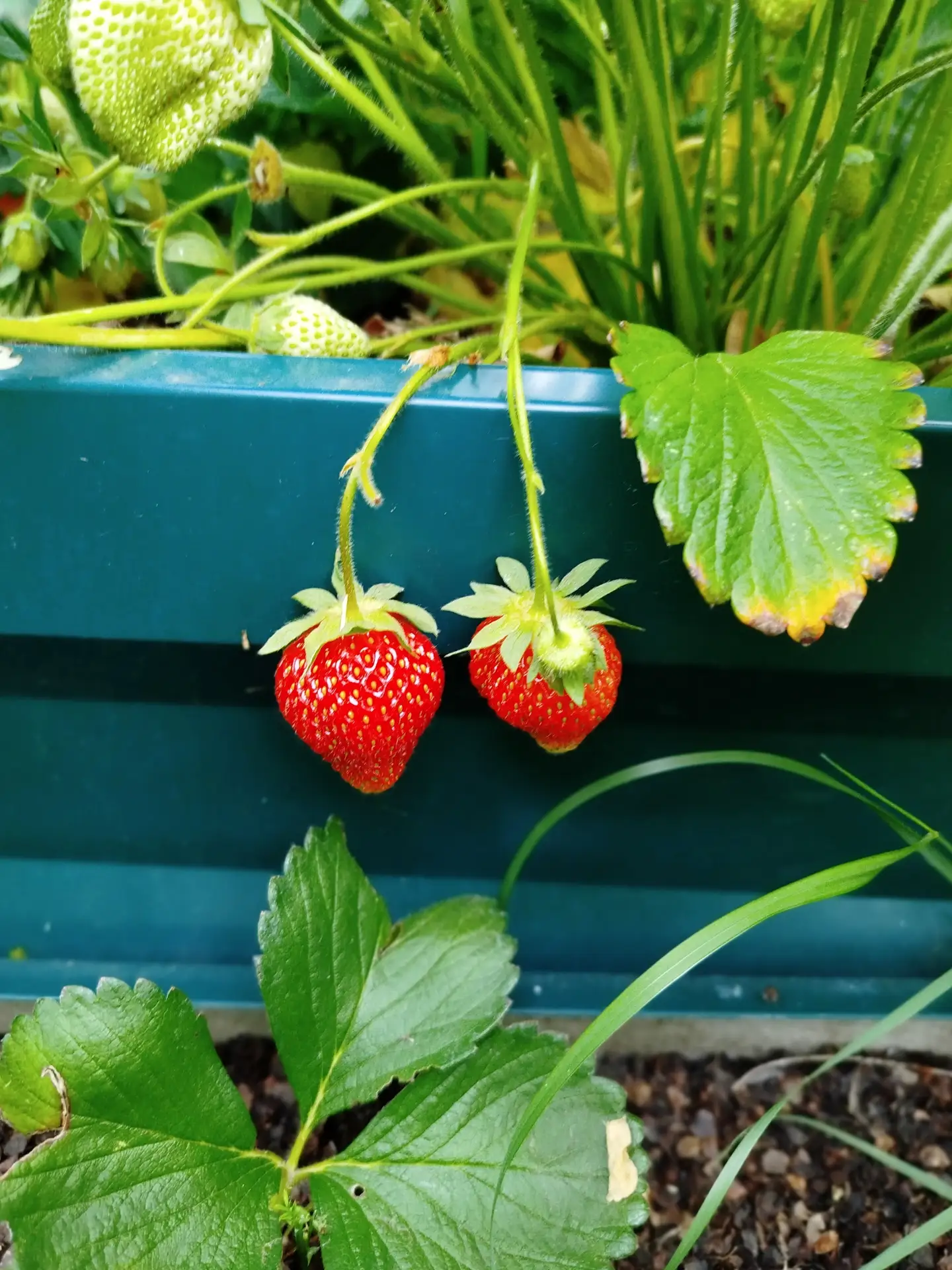 В выходной собрала ведро клубники 🍓, и мы сразу развезли её по трём местам: немножко свекрови, саму