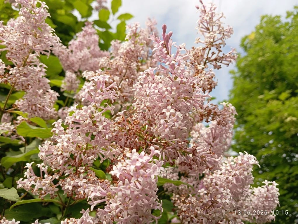 🌸Цветочная симфония🌸

🌱 Мы с нетерпением ждём того момента, когда наши цветники, клумбы и вазы вз