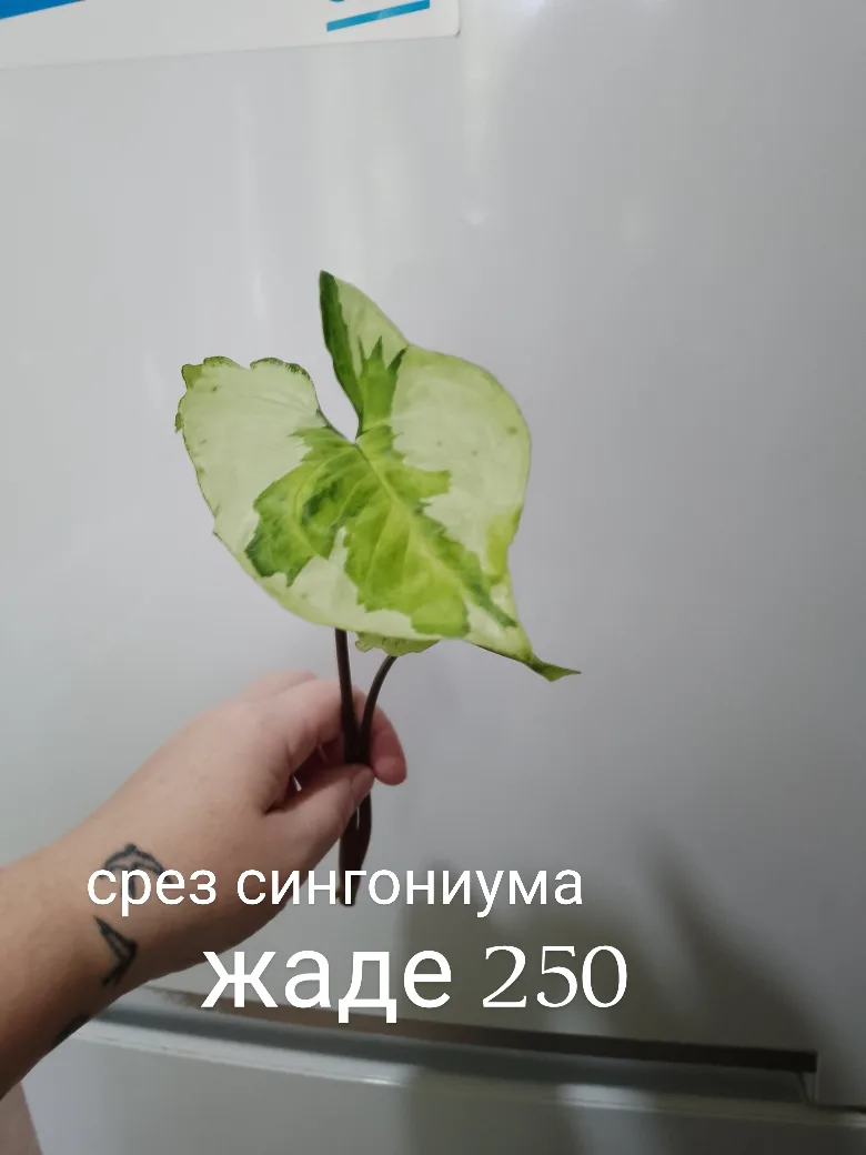 Срезы сингониумов . Сингониум ред спот триколор укорененый . Саратов. Отправлю. 89649982036