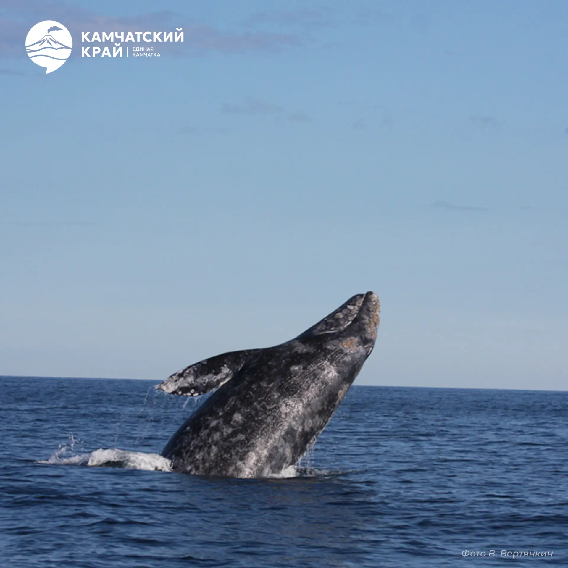 🐋 Серый кит — могучий путешественник океана. Каждый год он преодолевает тысячи километров, и порой 