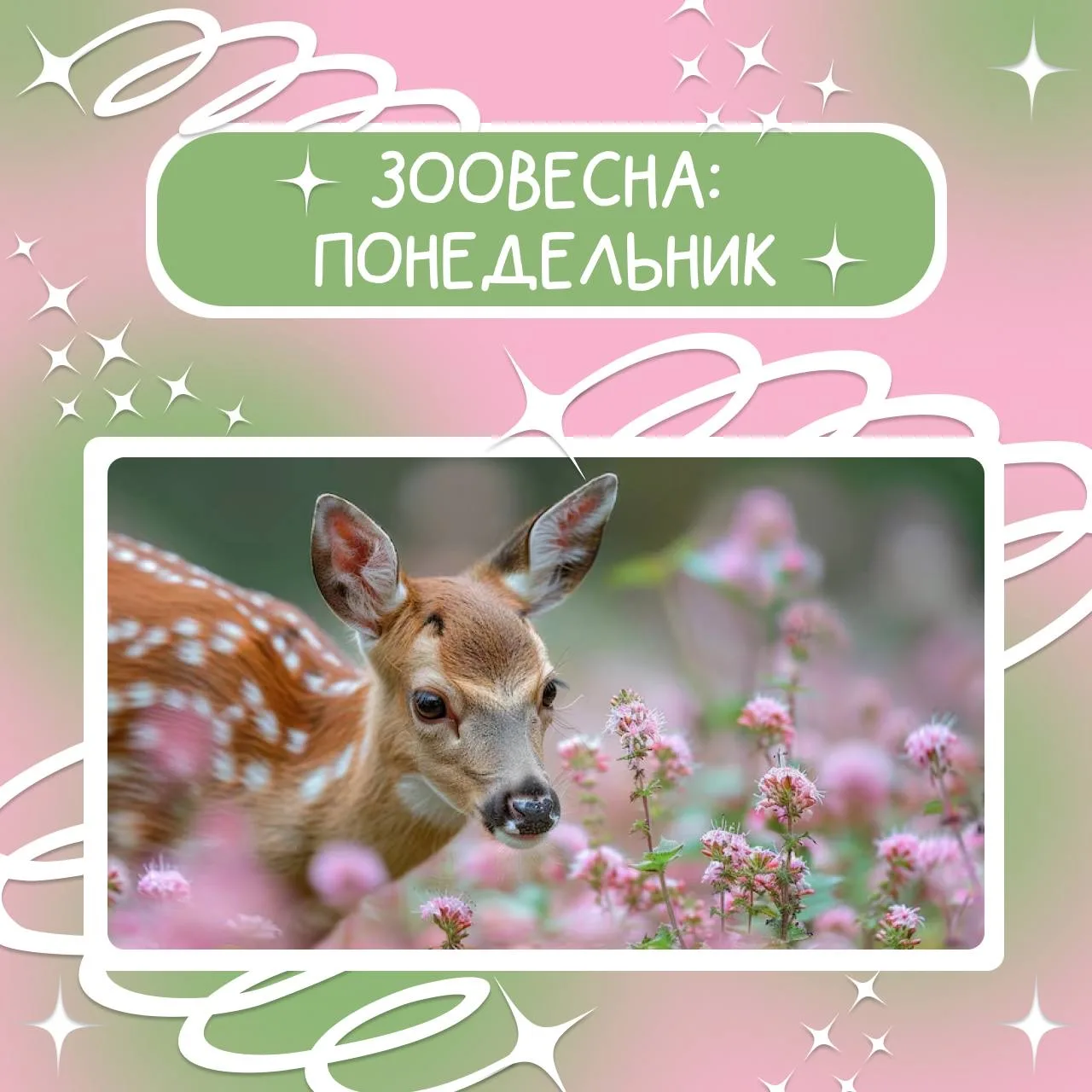 Готовим лапки к неделе добра 💖

Друзья, уже сегодня, 6 апреля, в нашем кампусе начинается Зоовесна 