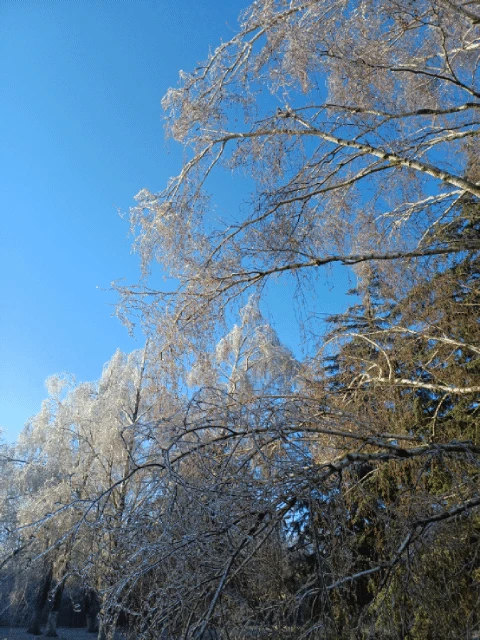 Стеклянный февраль🌲⛄️❄