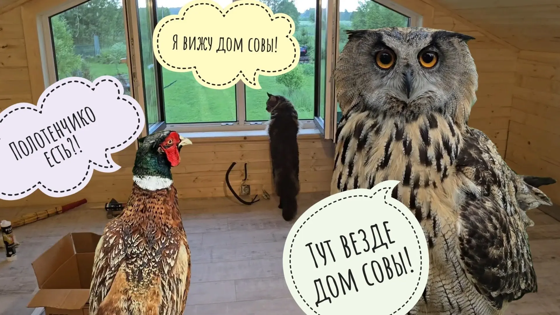Чердак достроен, проверен бурей и кошкой Морошкой! Сова Ёль намочила ухи, а фазана надо выжимать

Ст
