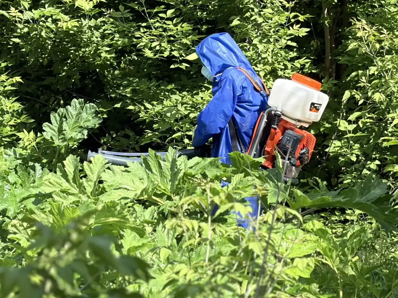 🌱Продолжаем активно бороться с борщевиком Сосновского  

В Авиастроительном и Ново-Савиновском райо