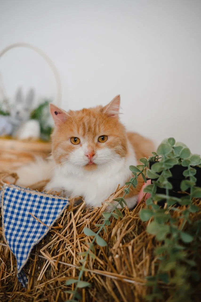 Котику нужно совсем немного: чтобы кто-то сказал: “Ты мой”. ❤️
На фото — Ромка, который очень ждёт э