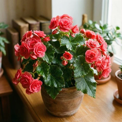 🌸 Бегония Элатиор — один из самых благодарных комнатных цветов для дома. Главная её особенность — о
