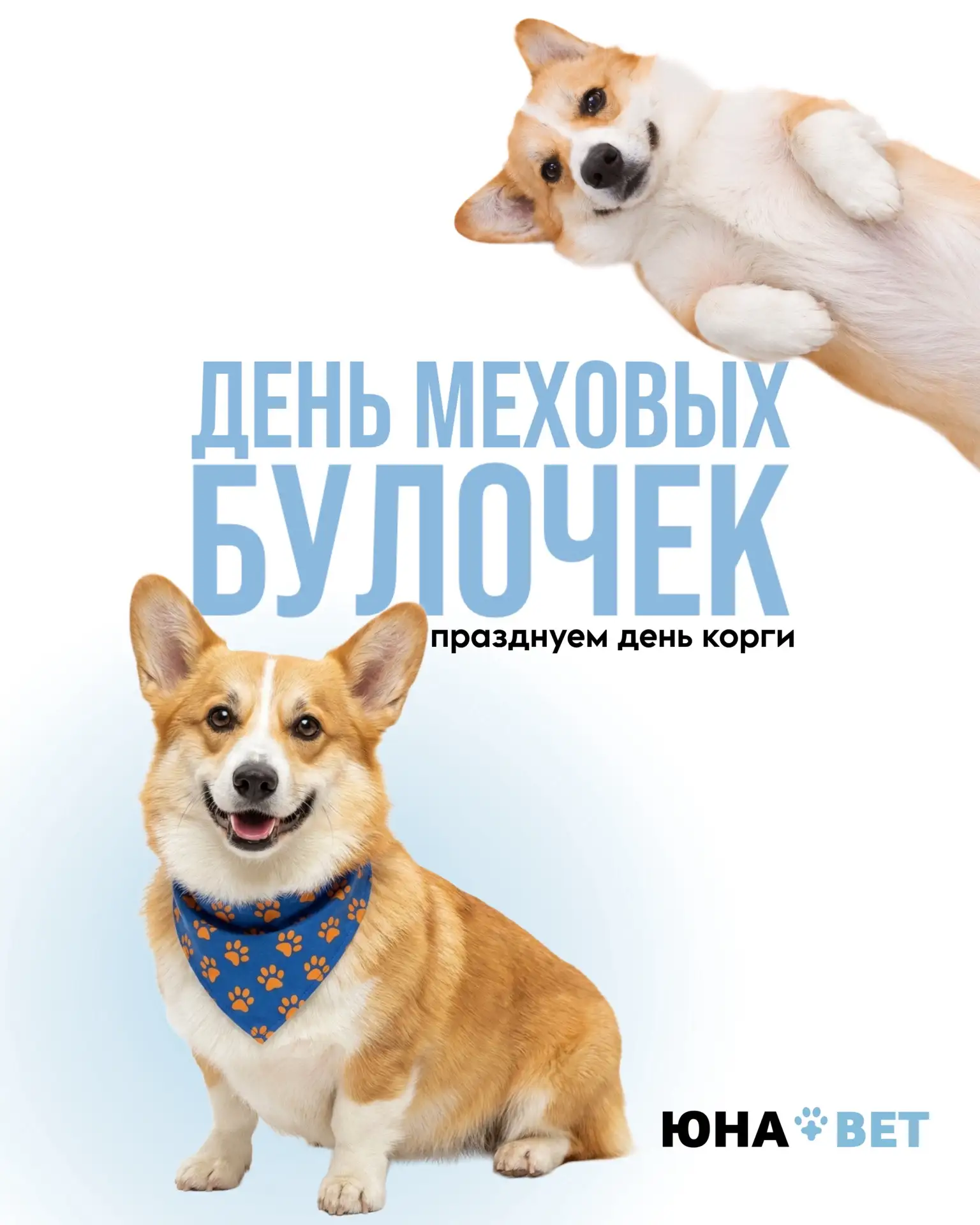 🐶Сегодня весь мир празднует День корги — день самых очаровательных «ушек на ножках», пушистых попок
