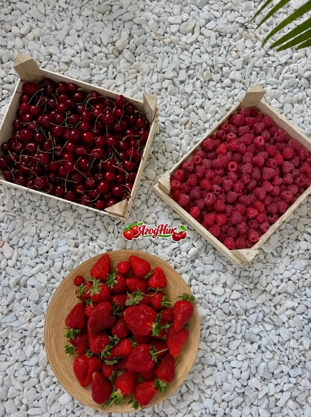 🍓ПОСТАВКИ СЛАДКОЙ, АРОМАТНОЙ КЛУБНИКИ, МАЛИНЫ, А ТАКЖЕ ЧЕРЕШНИ ИЗ КИРГИЗИИ В ВАШЕМ ГОРОДЕ 🍓
🔥Мы 