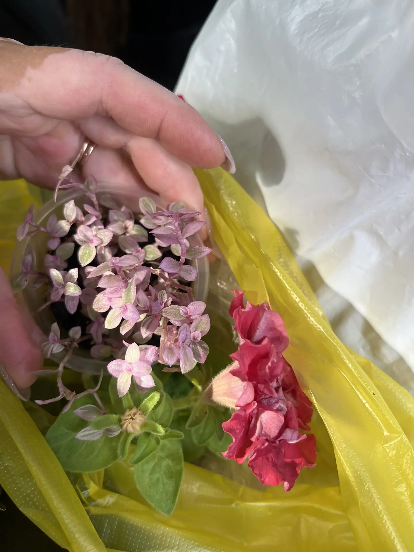 Все я забрала что для меня оставляли🤩🤩кстати последнюю забрала👌
И петуньку махровую 🥰❤️а то для 