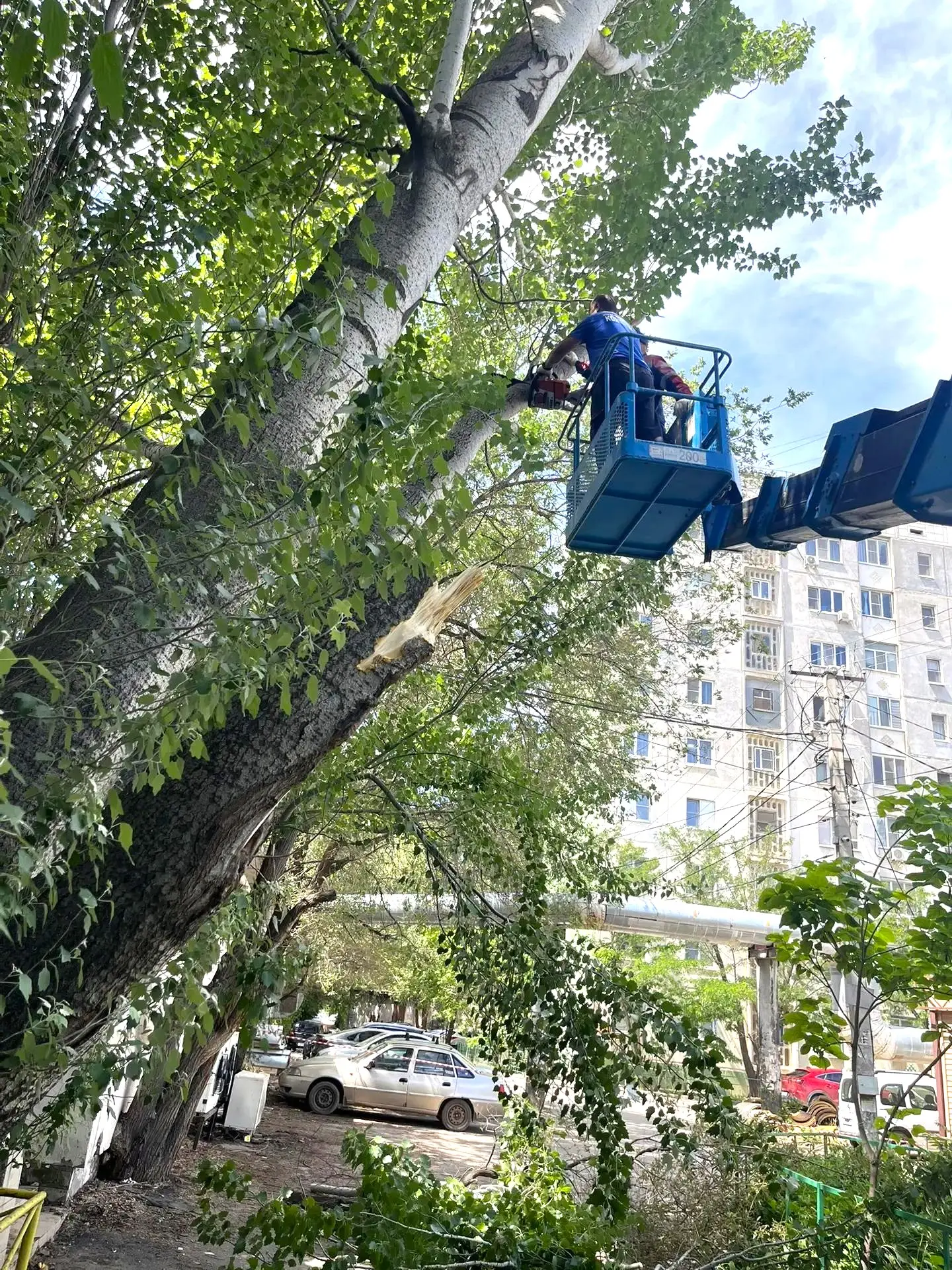 🌳 Комплексный подход: от опиловки до идеальной чистоты!

По адресу: Звездная 7 (около 8-го подъезда