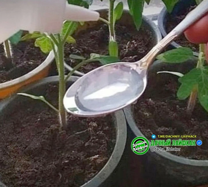 У coceдки всегда полyчается caмая крепкая и плотная рассада. Недавно я выяснила, чем именно она подк