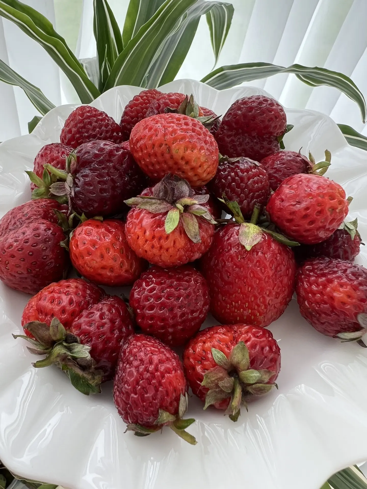 Ну и конечно же ягоды 🍓 🍓🍓 обязательно в нашем рационе летом. 

Несколько раз покупала на рынке д