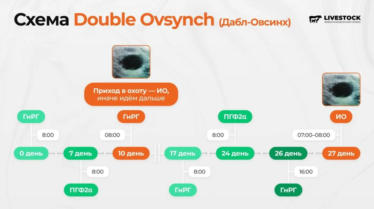 🧬 Double Ovsynch — как я работаю по этой схеме 
Подробно, по делу и с наглядной схемой 👇 
 
📍 Схе