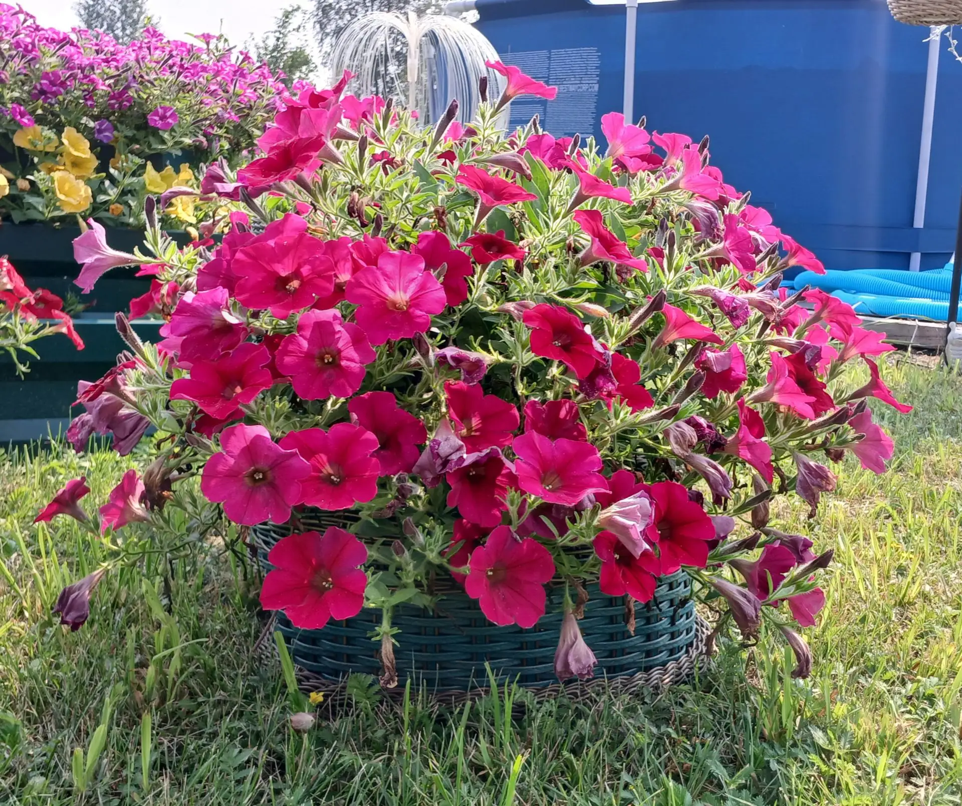 И ещё цветочков! 🌻

В башмаках петунии тоже хорошо растут. Но не все. 🤷‍♂️

Лилейники начали цвест