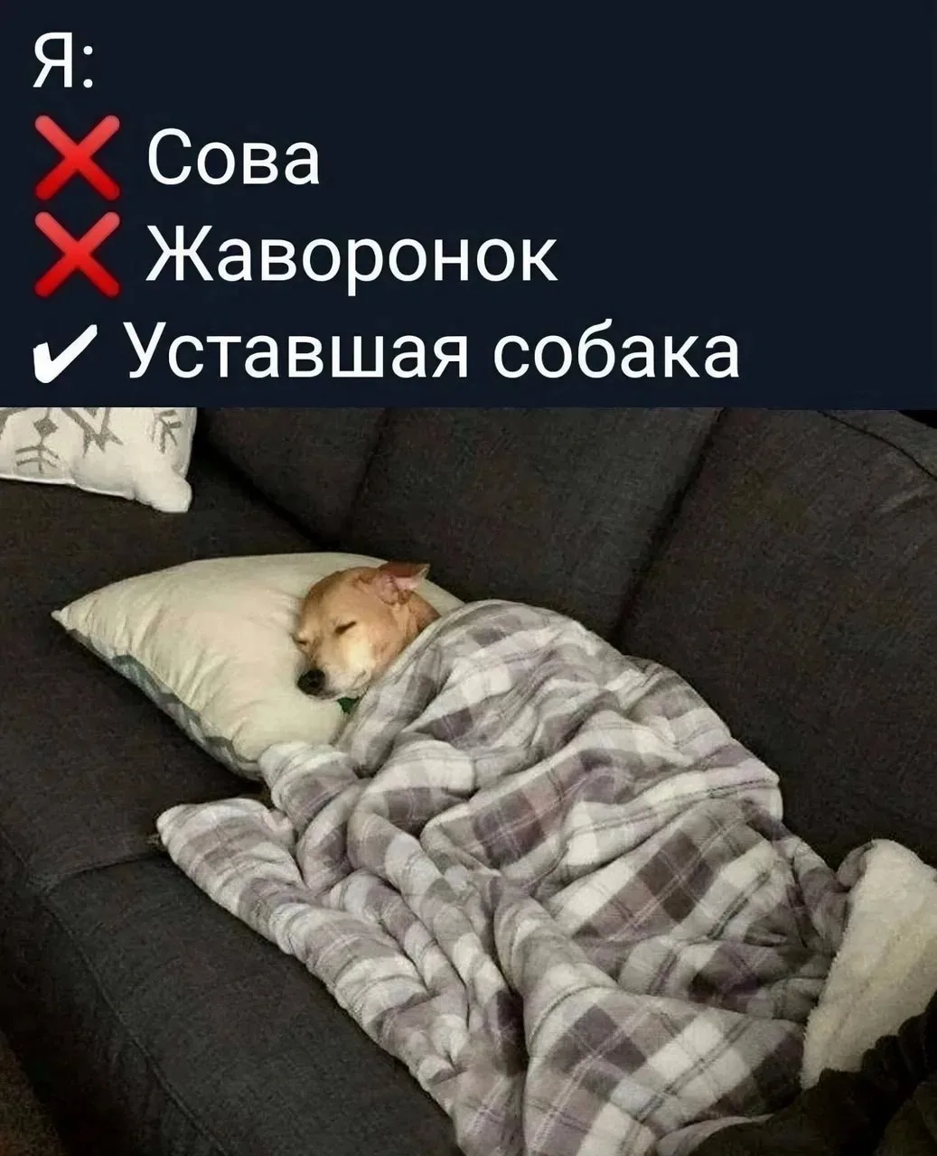 МЕМЫ 24/7-
Подписаться